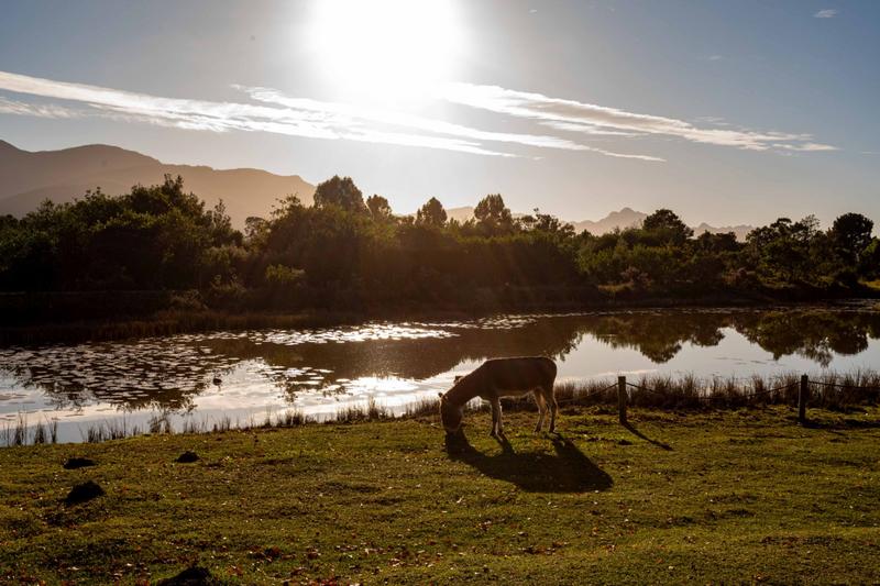 5 Bedroom Property for Sale in The Crags Western Cape